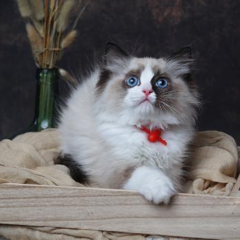 Brownie de l'Arbre aux Chats Mâle Ragdoll
