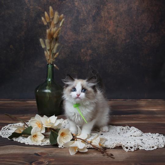chaton Ragdoll seal point bicolor Bueno L'Arbre aux Chats seal point bicolor
