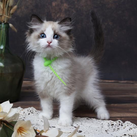 chaton Ragdoll seal point bicolor Bueno L'Arbre aux Chats seal point bicolor