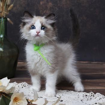 Bueno de l'Arbre aux Chats Mâle Ragdoll