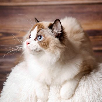 Harmony Femelle Ragdoll