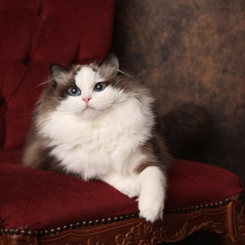 Valentine de l'Arbre aux Chats Femelle Ragdoll