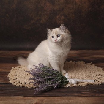 Willow Femelle Ragdoll