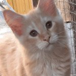 Uly's Mâle Maine coon Uly's Mâle Maine coon