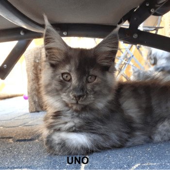 Uno Mâle Maine coon