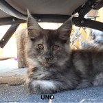 Uno Mâle Maine coon Uno Mâle Maine coon
