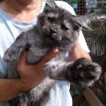 Uria Femelle Maine coon Uria Femelle Maine coon