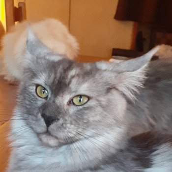 Veila Femelle Maine coon