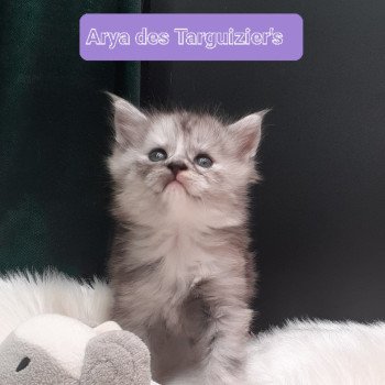 Arya Femelle Maine coon