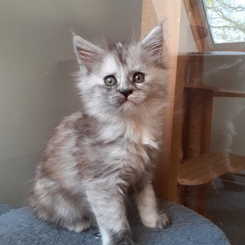 Arya Femelle Maine coon