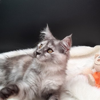 Arya Femelle Maine coon