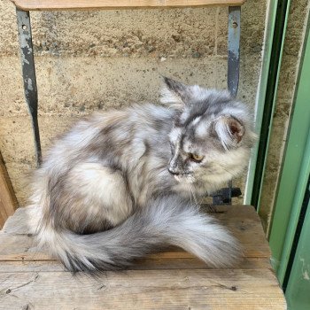 Arya Femelle Maine coon