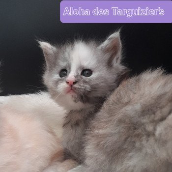 Aloha Femelle Maine coon