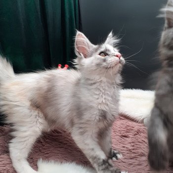 Aloha Femelle Maine coon
