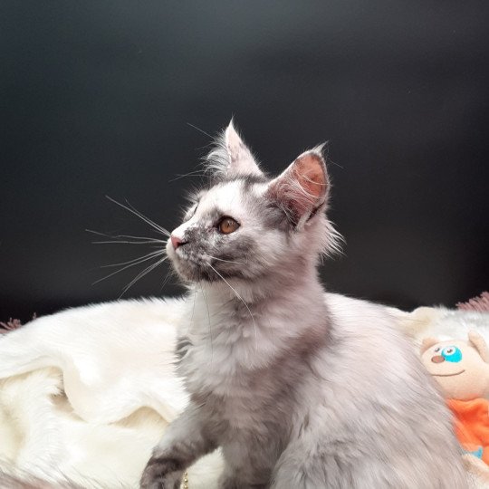 chaton Maine coon black tortie smoke Aloha La Chatterie des targuizier's black tortie smoke 