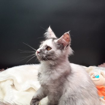 Aloha Femelle Maine coon
