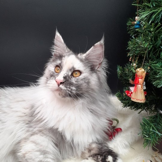 chaton Maine coon black tortie smoke Aloha La Chatterie des targuizier's black tortie smoke 