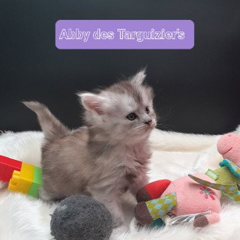 Abby Femelle Maine coon