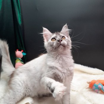Abby Femelle Maine coon