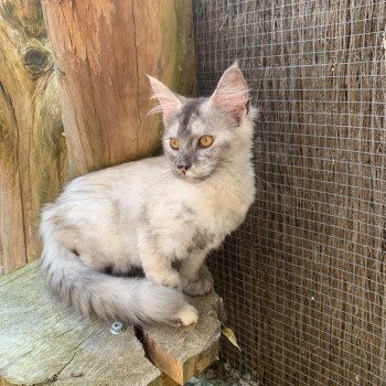 Abby Femelle Maine coon