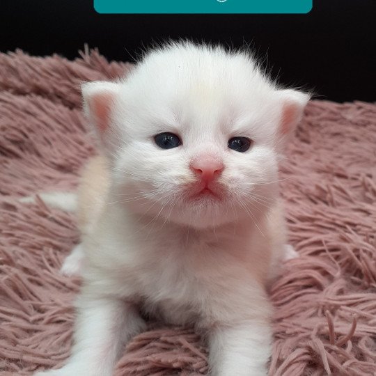 chaton Maine coon cream Atoll La Chatterie des targuizier's cream 