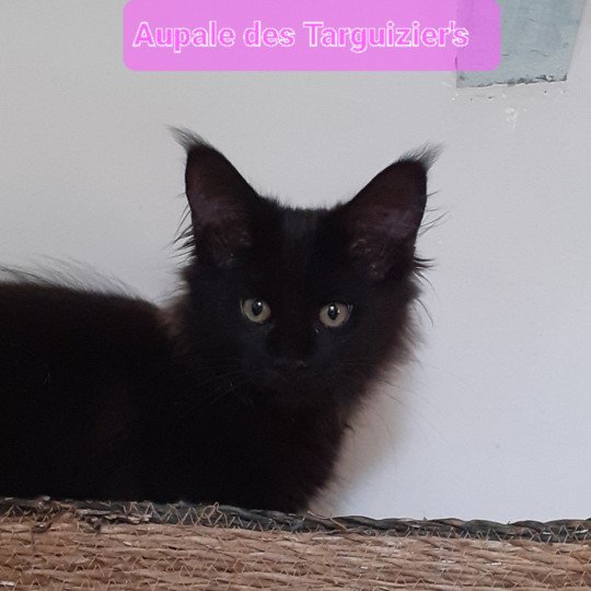 chaton Maine coon black Aupale La Chatterie des targuizier's black 