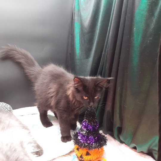 chaton Maine coon black Aupale La Chatterie des targuizier's black 