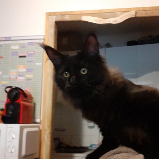 chaton Maine coon black Aupale La Chatterie des targuizier's black 