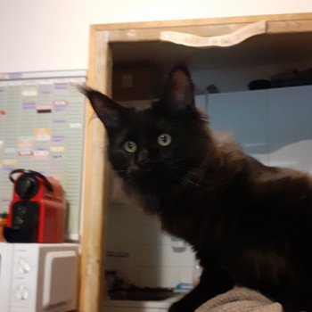 Aupale Femelle Maine coon