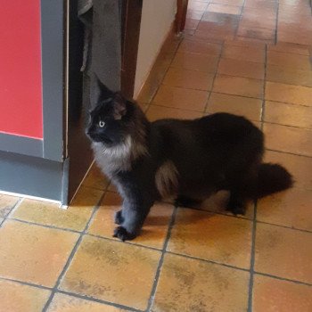 Aupale Femelle Maine coon