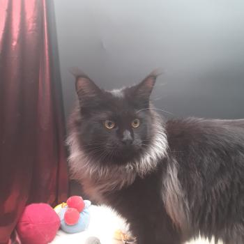 Aupale Femelle Maine coon