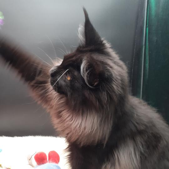 chaton Maine coon black Aupale La Chatterie des targuizier's black 