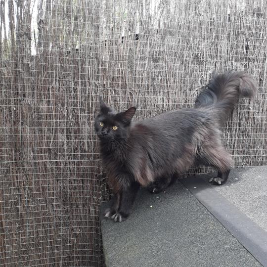chaton Maine coon black Aupale La Chatterie des targuizier's black 