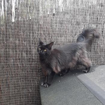 Aupale Femelle Maine coon