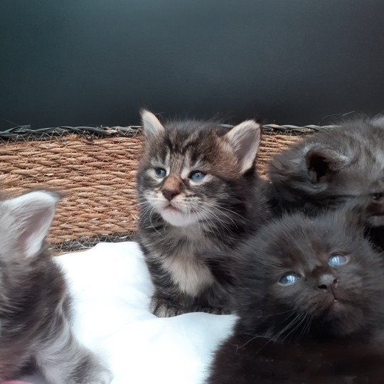 chaton Maine coon brown tabby Aimy La Chatterie des targuizier's brown tabby