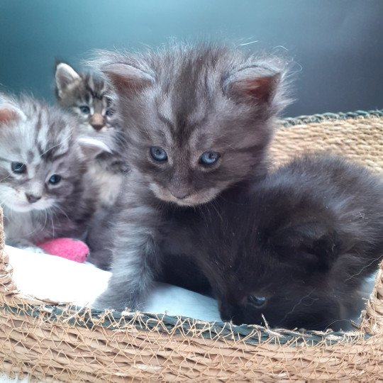 chaton Maine coon black smoke Amber La Chatterie des targuizier's black smoke 