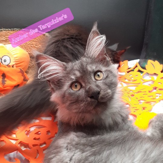 chaton Maine coon black smoke Amber La Chatterie des targuizier's black smoke 
