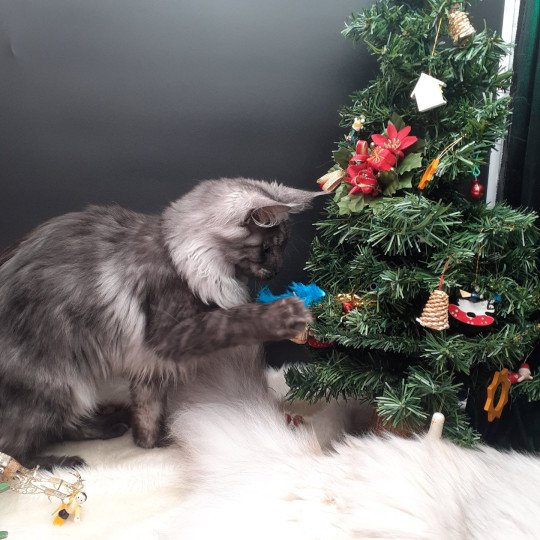 chaton Maine coon black smoke Amber La Chatterie des targuizier's black smoke 