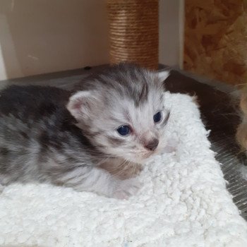 1er chaton (Portée SNOW ❤ SKOWHEGAN) - Mâle black silver blotched tabby Mâle Maine coon