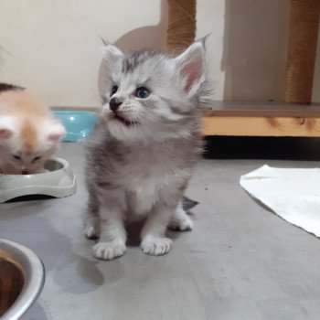 Aïden Mâle Maine coon
