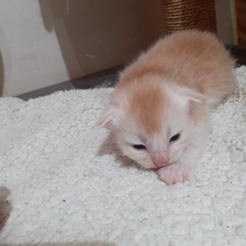 2e chaton (Portée SNOW ❤ SKOWHEGAN) - Mâle red smoke Mâle Maine coon