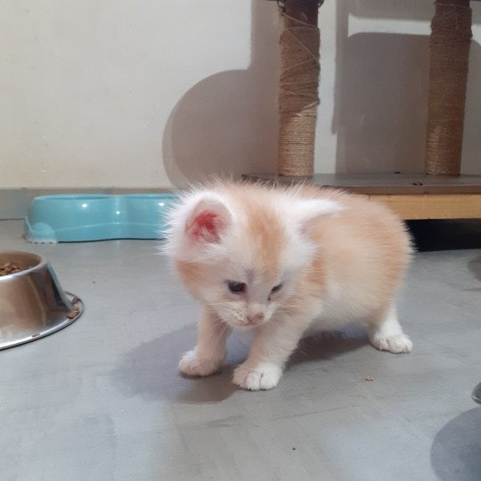 chaton Maine coon red smoke Azerty La Chatterie des targuizier's red smoke 