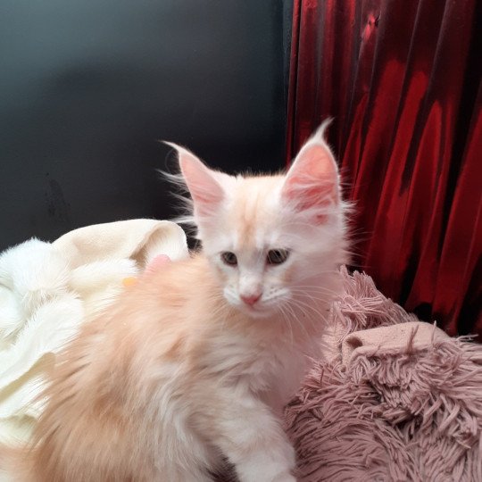 chaton Maine coon red smoke Azerty La Chatterie des targuizier's red smoke 