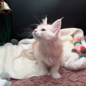 Azerty Mâle Maine coon