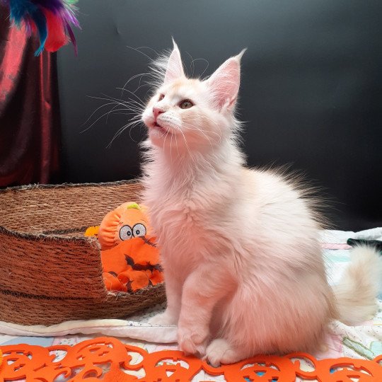 chaton Maine coon red smoke Azerty La Chatterie des targuizier's red smoke 