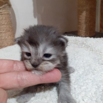 3e chaton (Portée SNOW ❤ SKOWHEGAN) - Femelle black silver tabby Femelle Maine coon