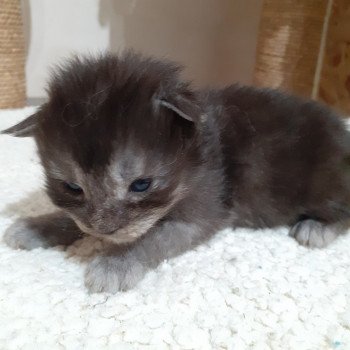 4e chaton (Portée SNOW ❤ SKOWHEGAN) - Femelle black smoke Femelle Maine coon