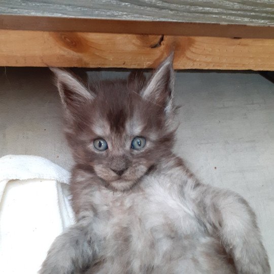 chaton Maine coon black smoke Ayana La Chatterie des targuizier's black smoke 