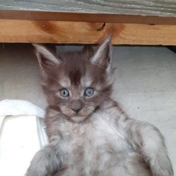 Ayana Femelle Maine coon