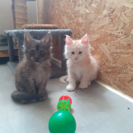 chaton Maine coon black smoke Ayana La Chatterie des targuizier's black smoke 